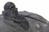 Spiny Cyphaspis Trilobite With Enrolled Austerops & Pyrite #301766-5